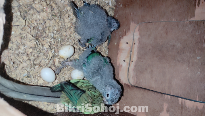 ব্লু কনুর টেম সাইজ বেবি ৫টি।